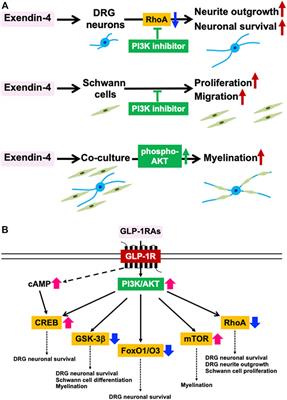 Glucagon-Like Peptide-1 Receptor Agonists as Potential Myelination-Inducible and Anti-Demyelinating Remedies